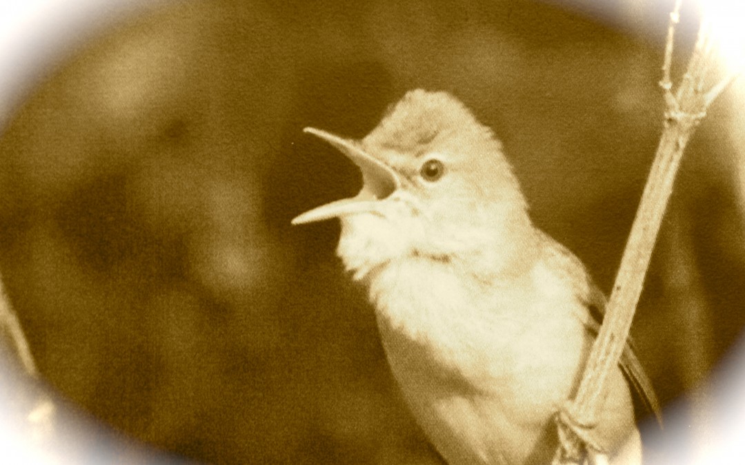 Photo of a Singing Marsh Warbler