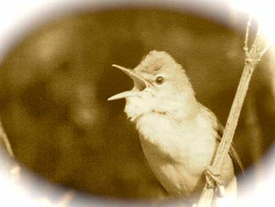 TALKS : IN-PERSON & ZOOM ‘WHEN BIRDS SING’ & MILTON KEYNES TO MISSISSIPPI
