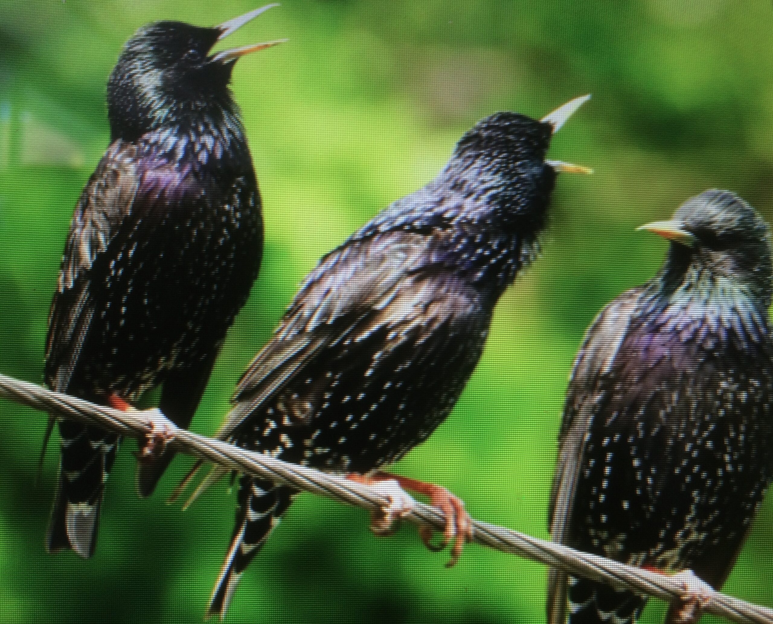 3 starlings singing Three Starlings singing
